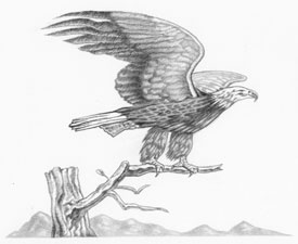 eagle on branch
